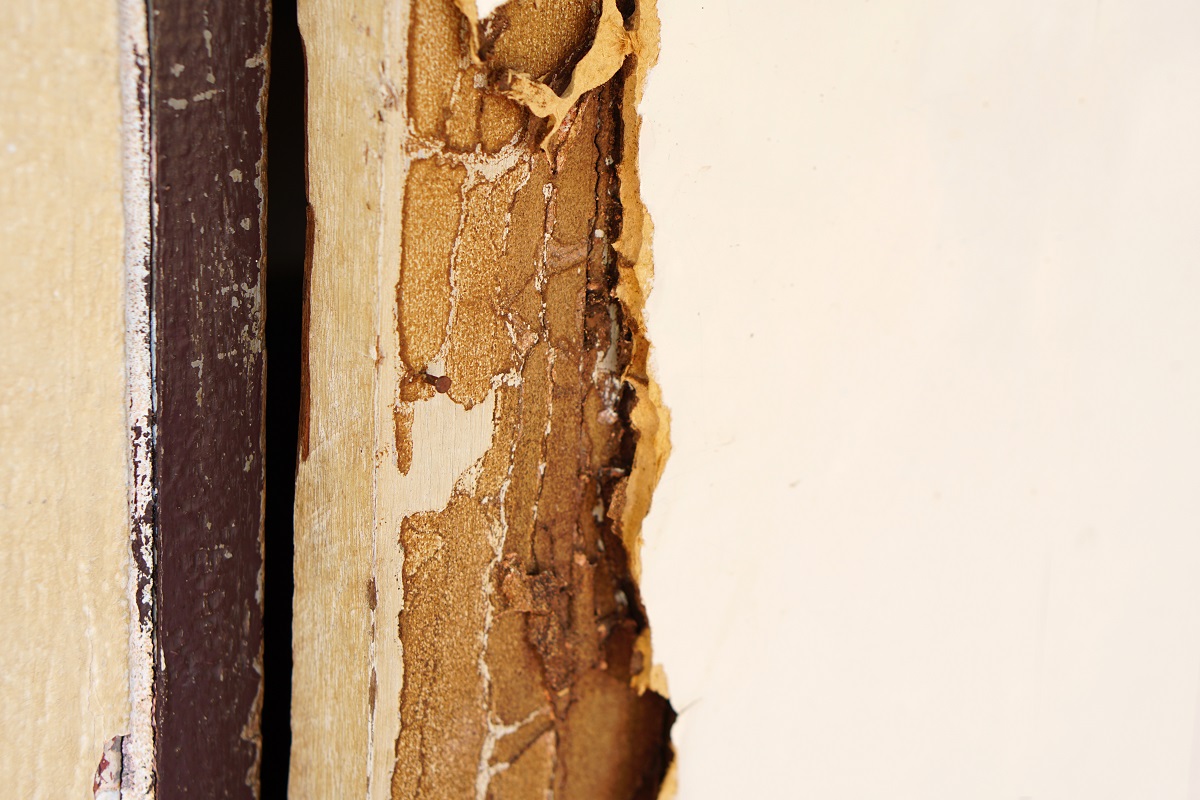 wood rot on a door
