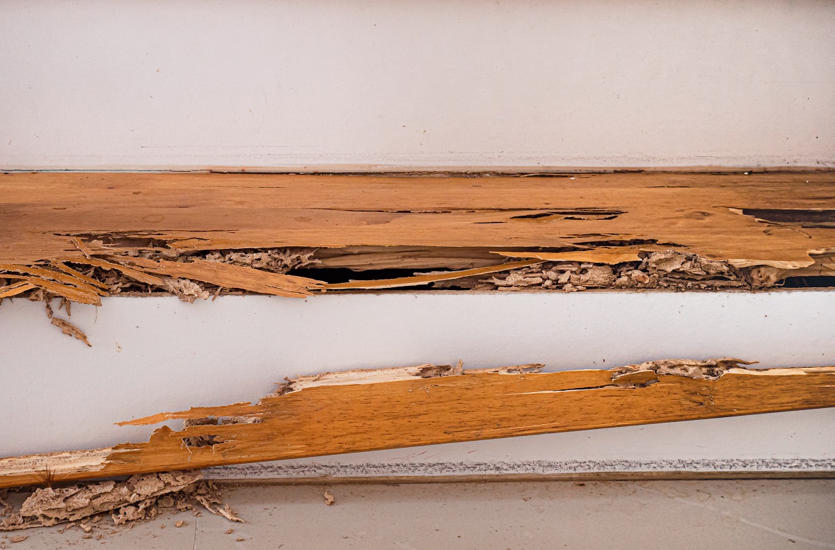 wood rot on a white wall